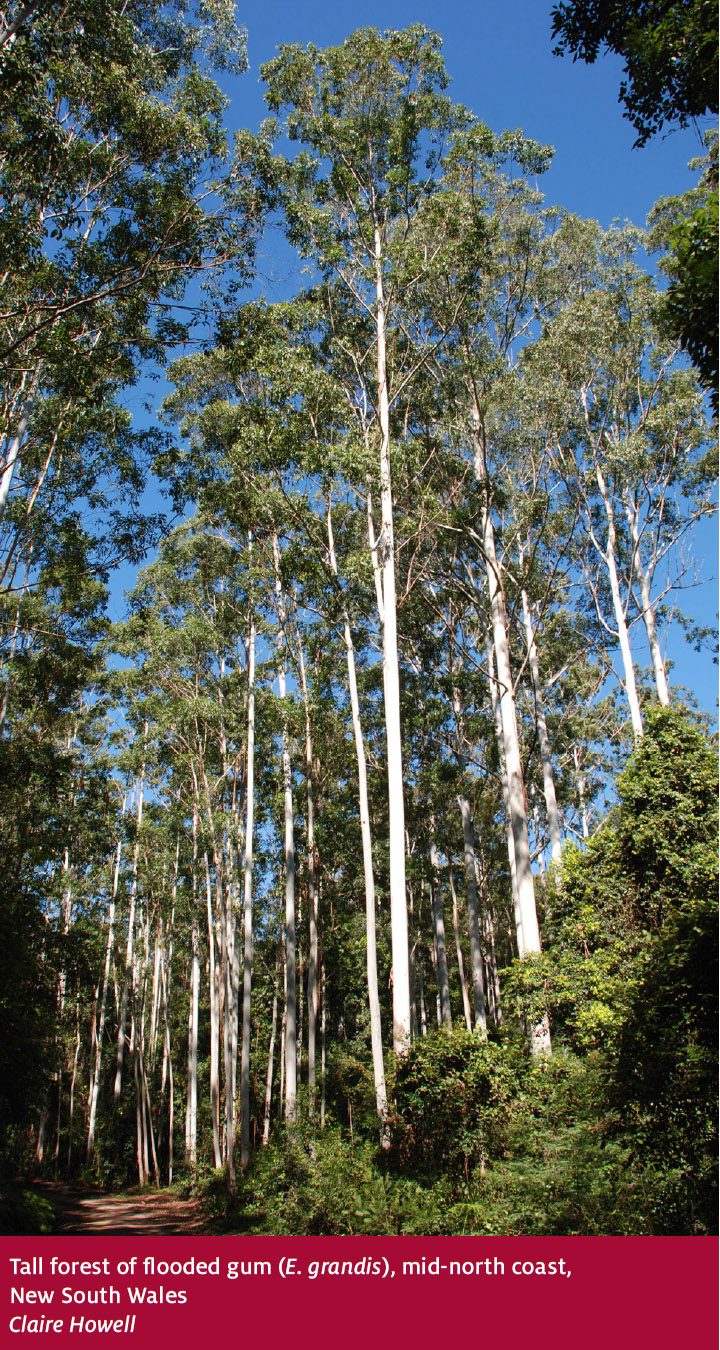 Eucalypt forest Department of Agriculture
